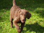 als pup 10 weken